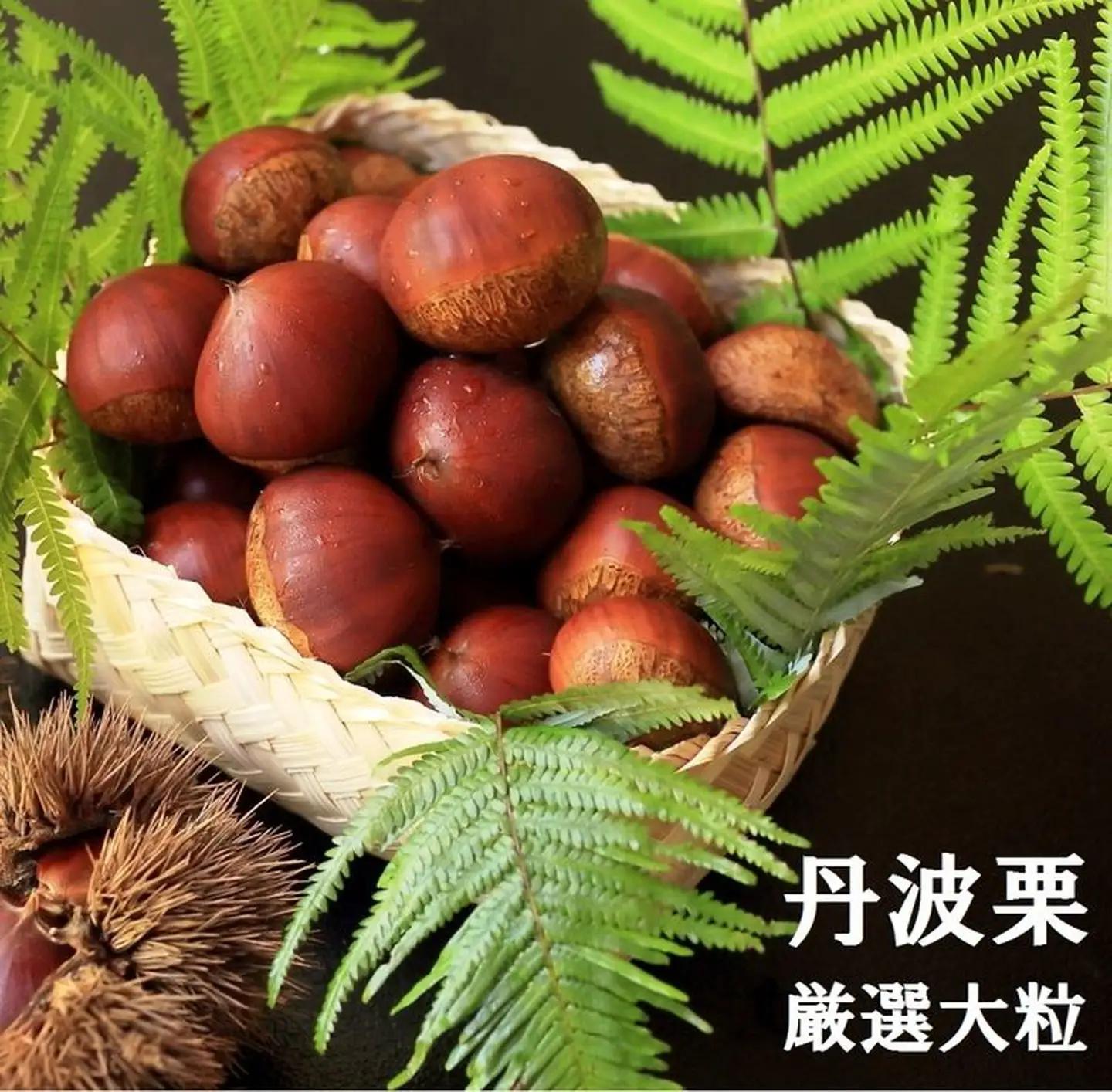丹波栗 厳選大粒 1.2kg 栗