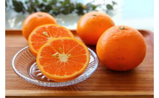 
                  ZS6125n_高級カラマンダリン　5㎏
                