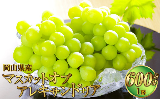 岡山県産 マスカット・オブ・アレキサンドリア 約600g（1房） 果物 フルーツ くだもの ぶどう ブドウ 葡萄 マスカット 冷蔵 国産 奈義町 【2026年6月下旬～7月下旬発送予定】