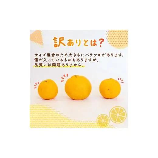 【先行予約】 【早期受付】 ぽんかん 10kg 訳あり 2027年2月より順次発送 須崎市