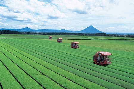 051-01 かごしま知覧茶ペットボトル24本
