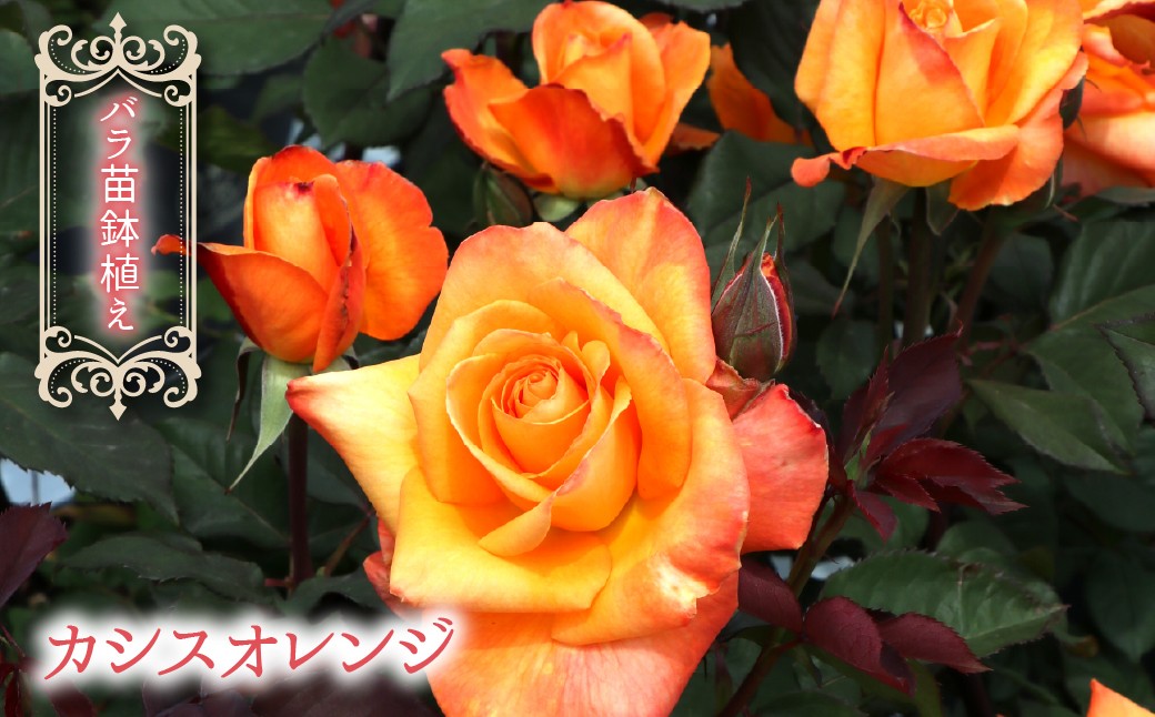
                  【2026年2月から発送】バラ苗鉢植え「カシスオレンジ」 057-056 
                