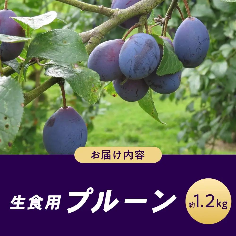 生食用プルーン約1.2kg【2026年8月中旬以降発送予定】 | プルーン