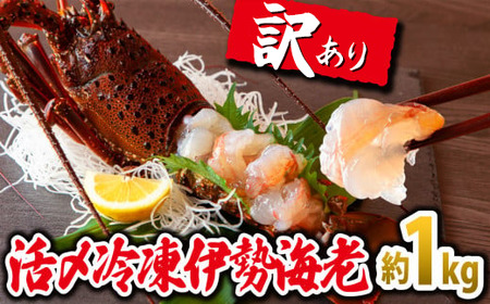 お得な 訳あり！ 刺身 でもうまい！活〆 冷凍 伊勢海老 大満足 の約1kg（2～5尾）えび エビ いせえび イセエビ 高級 鮮魚 海鮮 産地直送 魚介 刺身 焼き物 汁物 ギフト 贈答 贈り物 祝い お祝い 歳暮 中元 天然 海の幸 正月 お正月 キャンプ BBQ バーベキュー 冷凍 急速 甘み凝縮 みそ汁 塩焼き 三重県 尾鷲 人気　MG-9