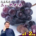 【ふるさと納税】 ニューピオーネ 選べる 約1kg (2房) 約2kg(3-5房) 渡邊農園《8月中旬-9月中旬頃出荷》 送料無料 岡山県 浅口市 フルーツ 果物 国産 岡山県産 葡萄 ぶどう ピオーネ ブドウ【配送不可地域あり】