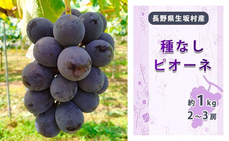種なしピオーネ　2～3房入り（約800g～1kg） 果物 ぶどう フルーツ 上品な甘み 種無しぶどう 旬の果物
