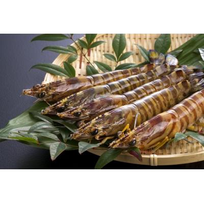 ふるさと納税 山口市 旭水産活き車海老(あいおえび)350g(9〜13尾)【養殖】 D247 |  | 01