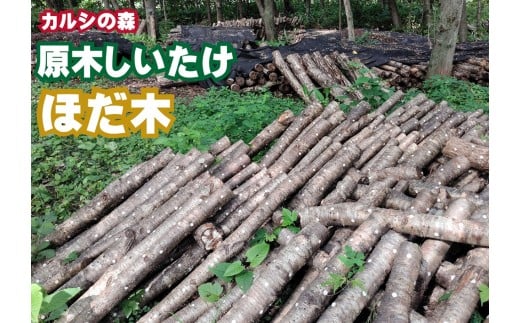 Y-1501 原木しいたけ栽培 ほだ木（２本）