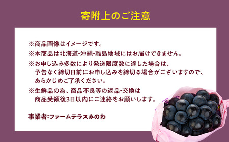 ナガノパープル 2kg ぶどう ナガノパープル