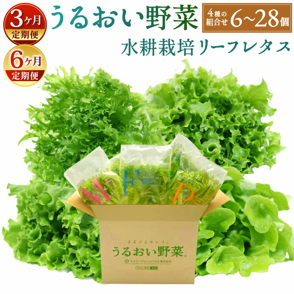 【ふるさと納税】【定期便】水耕栽培 リーフレタス 「うるおい野菜」 4種類 おまかせ 選べる個数 6個セット / 14個セット / 28個セット フリルレタス ピュアヴェール グリーンマリーゴールド モコヴェール 葉野菜 野菜 レタス サラダ 冷蔵 国産 福岡県北九州市