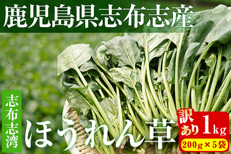 ＜先行予約受付中！R6年12月頃配送予定＞【数量限定・訳あり】志布志湾ほうれん草(200g×5袋 合計1kg) サラダ おひたし お味噌汁 スムージー ほうれん草 ジュース ほうれんそう p7-034