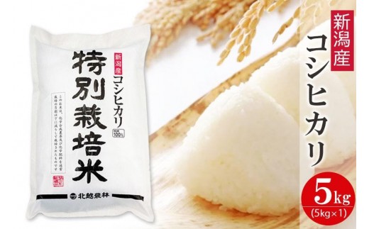 
            特別栽培米 新潟産コシヒカリ 5kg 令和7年産 精米 白米
          