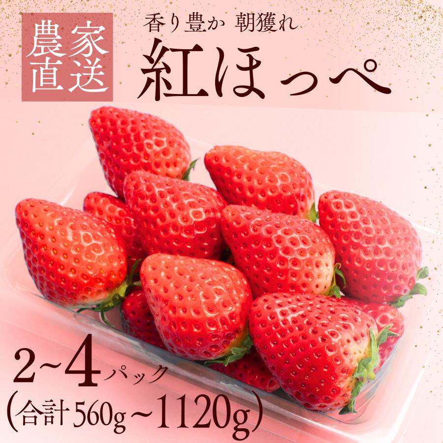 【ふるさと納税】完熟いちご 紅ほっぺ 選べる2パック/4パック（DXパック）送料無料 南伊豆ファーム いちご 生いちご イチゴ 苺 甘い フレッシュ 濃い 旨い 560g 1120g人気 大人気 おすすめ 静岡 果物 フルーツ 甘い 南伊豆町産 静岡県 静岡