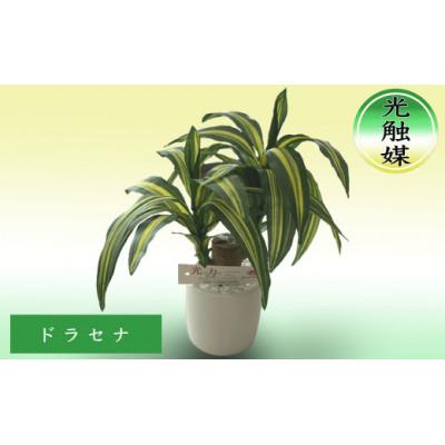 ふるさと納税 芦別市 造花　ドラセナ　光触媒加工済み