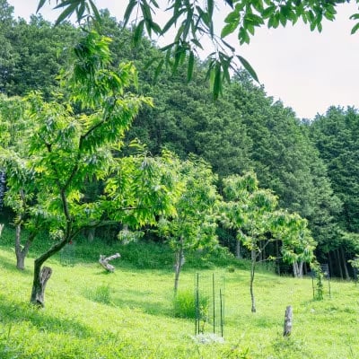 【能勢特産】濃厚&リッチな栗の味わいの和栗でつくる 栗ジャム・栗バター 各2個セット | べじたぶるぱーく株式会社