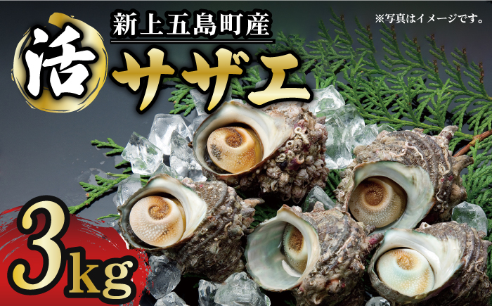 【コリコリ食感と濃厚な旨味！】 新上五島町産 新鮮 活サザエ 3kg 魚介類 鮮魚 【カミティバリュー】 [RBP020]