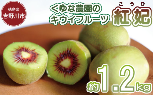 先行予約 キウイフルーツ 紅妃 1.2kg 2026年10月上旬～ 紅妃 レインボーレッド キウイ 国産キウイフルーツ キウイフルーツゼリー キウイフルーツジュース キウイフルーツジャム キウイフルーツタルト キウイフルーツビタミンC キウイフルーツ追熟 キウイフルーツ プレゼント 贈答 送料無料 徳島県 吉野川市 くゆな農園