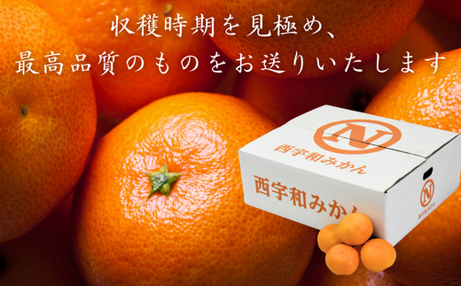【先行受付】JAにしうわ直送　にしうわ温州みかん　約5kg【C08-97】YWTV050