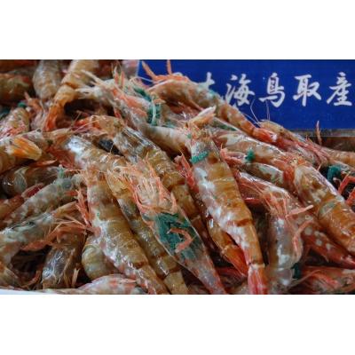 ふるさと納税 鳥取市 鳥取県産 冷凍もさえび【中村商店】