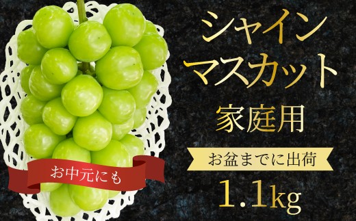 【先行受付】シャインマスカット 家庭用 1.1kg ぶどう ブドウ 果物 フルーツ 広島県 三原市 お中元 ギフト 249001