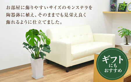 観葉植物モンステラ スクエア 6号 観葉植物 [ACYK001]