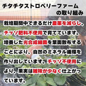 訳あり いちご 1.6kg 果物 フルーツ よつぼし 限定品 特別栽培 ストロベリー スイーツ お菓子 ケーキ 阿波市 徳島県