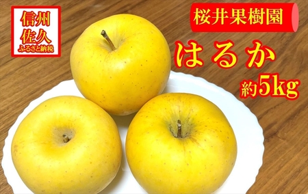 長野県産りんご『はるか』 家庭用 約5kg（18～23玉入）〈2025年11・12月出荷／沖縄・離島は配送不可〉信州 果物 旬彩 先行予約 期間限定 国産 【 りんご 長野県 佐久市 】