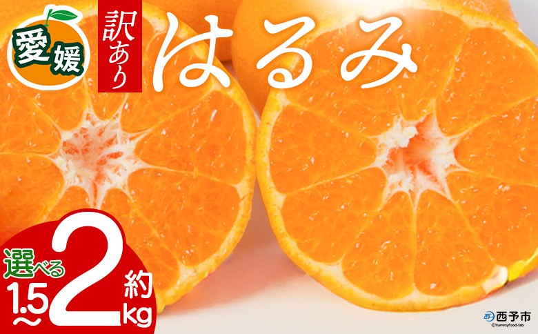 
                  【先行予約】＜訳あり 愛媛県産 はるみ 約1.5kg／2kg＞ 『2027年2月以降順次出荷予定』選べる 溢れる果汁 フレッシュ ご家庭用 ご自宅 大粒 果肉 わけあり 果物 柑橘 フルーツ オレンジ 国産 濃厚 産地直送 ミヤモトオレンジガーデン 愛媛県 西予市【常温】
                