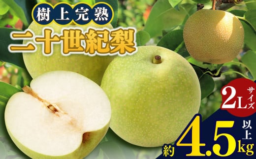 S3 奈良県産二十世紀梨 完熟果物 期間限定 産地直送 大淀町 2Lサイズ 平箱 4.5kg以上 14玉  | 果物 くだもの フルーツ 梨 期間限定 産地直送 奈良県 大淀町 万福農園