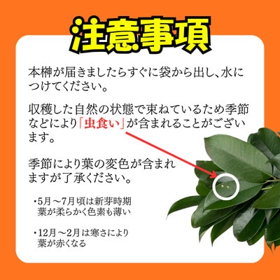 静岡県産掛川市　出世榊　本榊　純国産　さかき1対(2束)※1日交換に間に合うように配送【配送不可地域：離島・沖縄県】