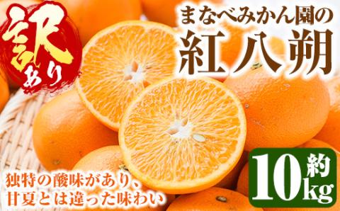 ＜2025年2月上旬以降発送予定＞＜訳あり・不揃い＞まなべみかん園の紅八朔(約10kg)国産 柑橘類 みかん 蜜柑 果物【有限会社まなべみかん園】a-12-237