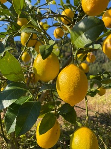 先行予約 マイヤー レモン 約3kg （レモン × オレンジ）【うちやま果樹園】【2026年1月下旬-2026年2月中旬発送予定】レモン れもん 檸檬 柑橘 フルーツ 果物 くだもの