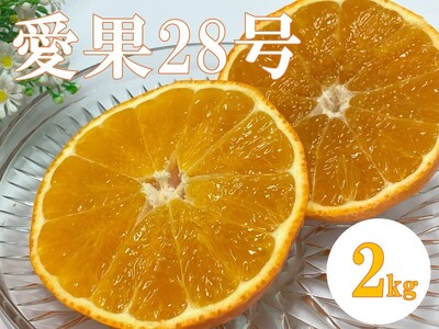 愛果28号 みかん 2kg ご家庭用 傷あり レッスルファーム 愛媛 【2025年12月中旬順次発送】 先行予約 数量限定 おすすめ 美味しい おいしい グルメ フルーツ くだもの 愛媛県産 人気 柑橘 伊予市 ｜ A104