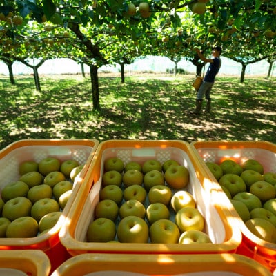 【千葉県横芝光町産】2021年デビューの新品種『秋満月』約3kg(4~5個) 満月のような大玉の梨