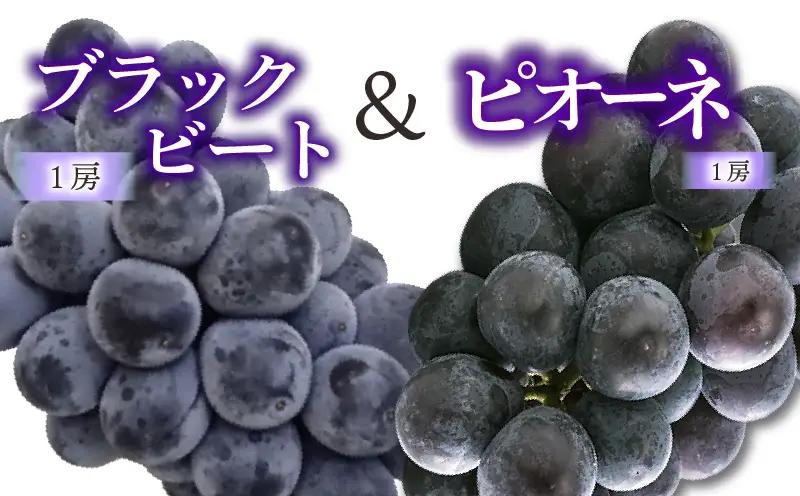 ぶどう 食べ比べセット ピオーネ & ブラックビート 【2026年8月下旬頃から順次発送】 | ぶどう 葡萄 フルーツ 果物 産地直送 期間限定 くだもの マスカット ぶどう 葡萄 ブドウ おすすめ 人気 旬 フルーツ 愛媛県 松山市【FA117】