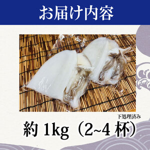 アオリイカ 1kg 2～4枚 イカ アオリイカ