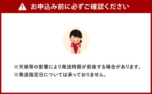 福岡県北九州市若松産【優等品】若松クイーン 10kg以上(2kg以上3玉入り～4玉入り)