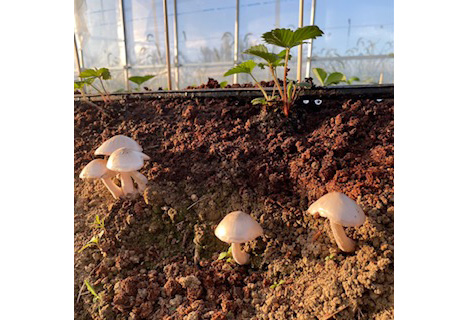 No.407 おいしいいちご　有機JAS認証いちご　500g　24粒