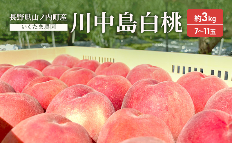 桃　川中島白桃　約3kg もも フルーツ 果物 お取り寄せ 長野県 山ノ内町