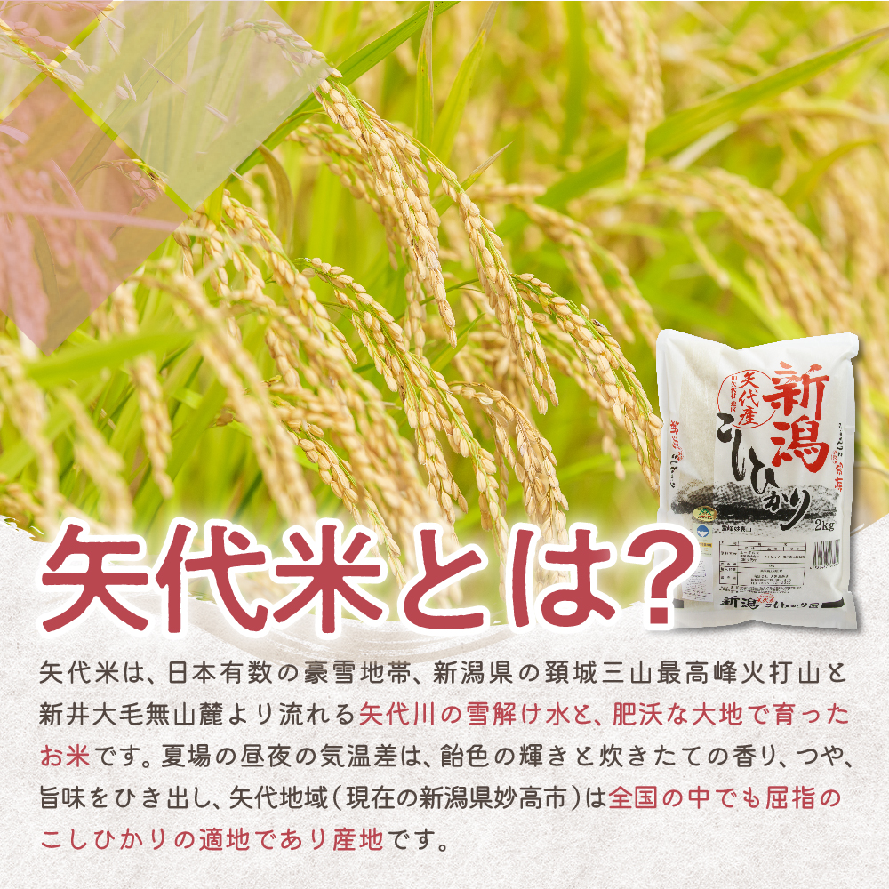 【2025年2月中旬発送】【定期便】令和6年産 新潟県矢代産コシヒカリ10kg(5kg×2袋)×3回（計30kg）