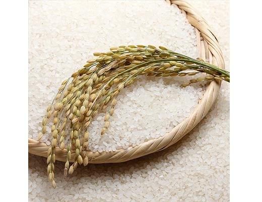 無洗米佐渡産コシヒカリ 5kg 令和7年産