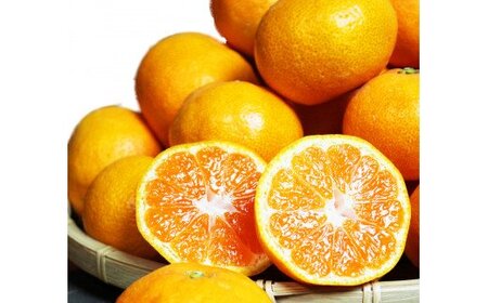 【ご家庭用訳アリ】 先行予約 紀州有田産濃厚完熟温州みかん　7.5kg　※2026年11月下旬～2027年1月下旬頃に順次発送予定(お届け日指定不可)(お届け日指定不可) みかん 柑橘類【uot704