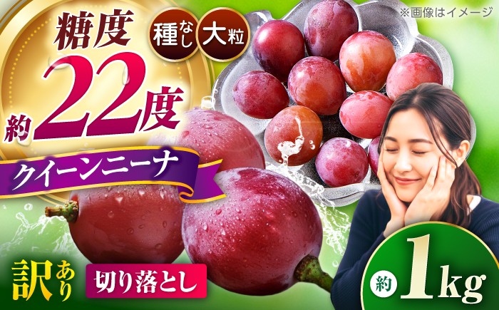 
                  ぶどう 【2026年発送先行予約】訳あり クイーンニーナ 切り落とし 約1kg【合同会社 社方園】 ぶどう ブドウ 葡萄 熊本県産 山鹿 フルーツ 果物 国産 お取り寄せ 訳アリ 送料無料 [ZBZ008]
                