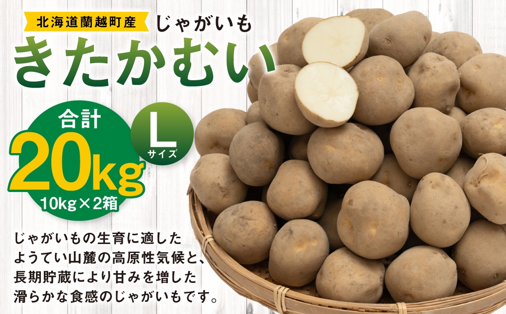 
                  じゃがいも （ きたかむい ） Lサイズ 約10kg × 2箱 約20kg （ JA ） ジャガイモ ポテト いも イモ 芋 野菜 やさい 煮物 なめらか食感 長期貯蔵 国産 北海道産 【 2027年1月上旬～2月下旬迄発送予定 】
                