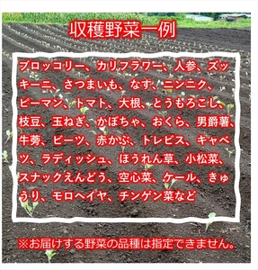 旬の野菜7種詰め合わせ『たくみのほほ笑みセット』（2026年6～12月出荷／北海道・九州・沖縄県・離島は配送不可） 旬彩 長野県 信州 おまかせ 高原  産地直送 季節  有機 栽培