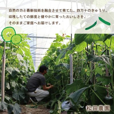 ふるさと納税 四万十市 朝採れ新鮮!四万十市産きゅうり5kg【発送時期:11月中旬〜4月下旬】 |  | 02