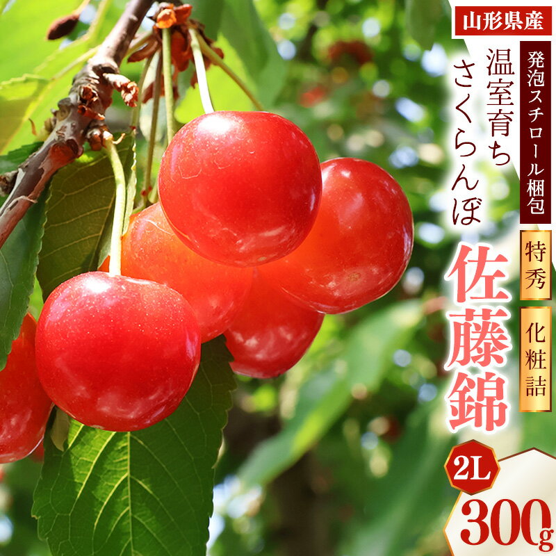 【ふるさと納税】《先行予約》令和8年産 温室育ち さくらんぼ 佐藤錦 2L 特秀品 300g 化粧詰（発泡スチロール梱包）山形県産 【2026年4月下旬頃〜5月中旬頃発送予定】 ※配送不可 沖縄・離島 2026年産 令和8年 温室栽培 加温 ハウス 早い 贈答 プレゼント フルーツ 特産