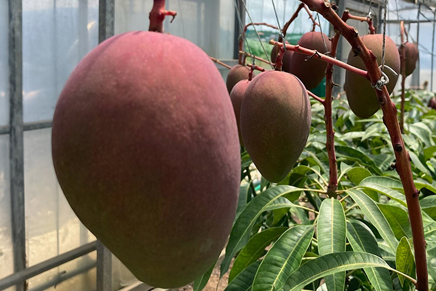 【 先行予約 2026年 発送】 沖縄の太陽を浴びた芳醇なマンゴー 1kg ( 秀品 ) 沖縄県産 マンゴー アップルマンゴー アーウィンマンゴー 1キロ 国産 完熟マンゴー 果物 南国 くだもの フ