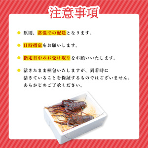 伊勢海老 特大 約3.5kg 約700g×5尾 伊勢えび 伊勢エビ いせえび イセエビ 海老 えび エビ 海鮮 海産物 海の幸 おせち 高級 国産 海鮮 ギフト 【配送日指定】