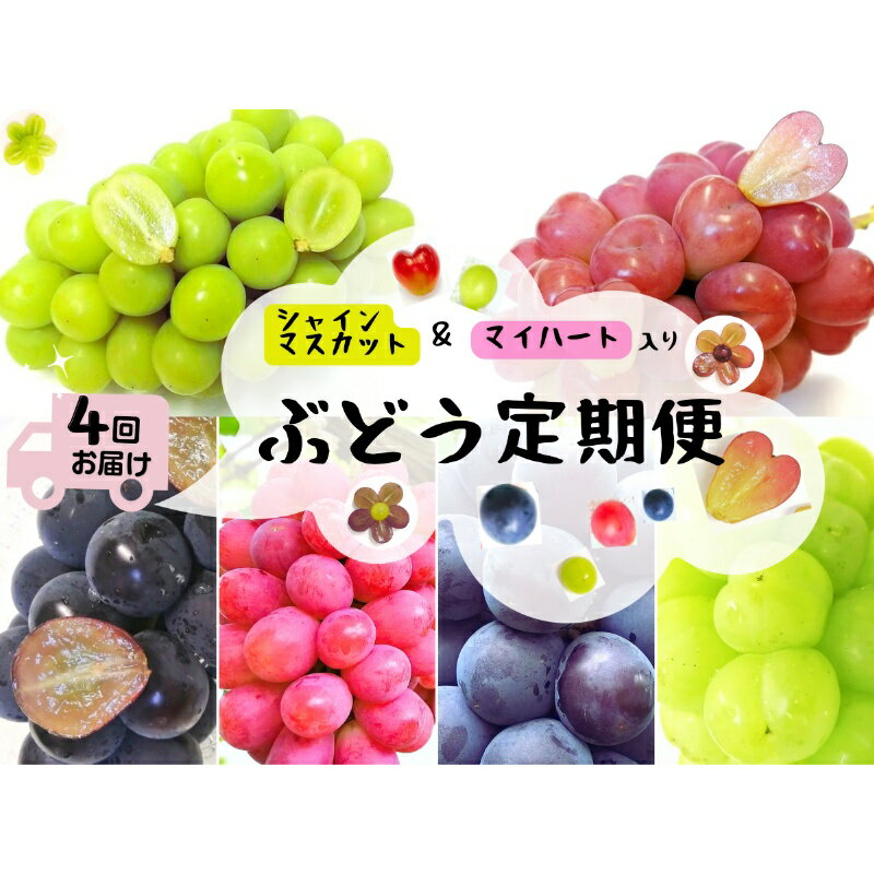 【ふるさと納税】【産地直送】岡山 シャインマスカット ＆ マイハート 入り！新鮮 ぶどう 定期便 ×4回コース【2025年9月下旬～発送予定】離島発送不可 / 葡萄 ブドウ 果物 フルーツ マスカット ピオーネ 瀬戸ジャイアンツ 新鮮 当日出荷 ぶどう専門 林ファミリー 真庭市